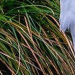 _04C9643.jpg  Grande aigrette